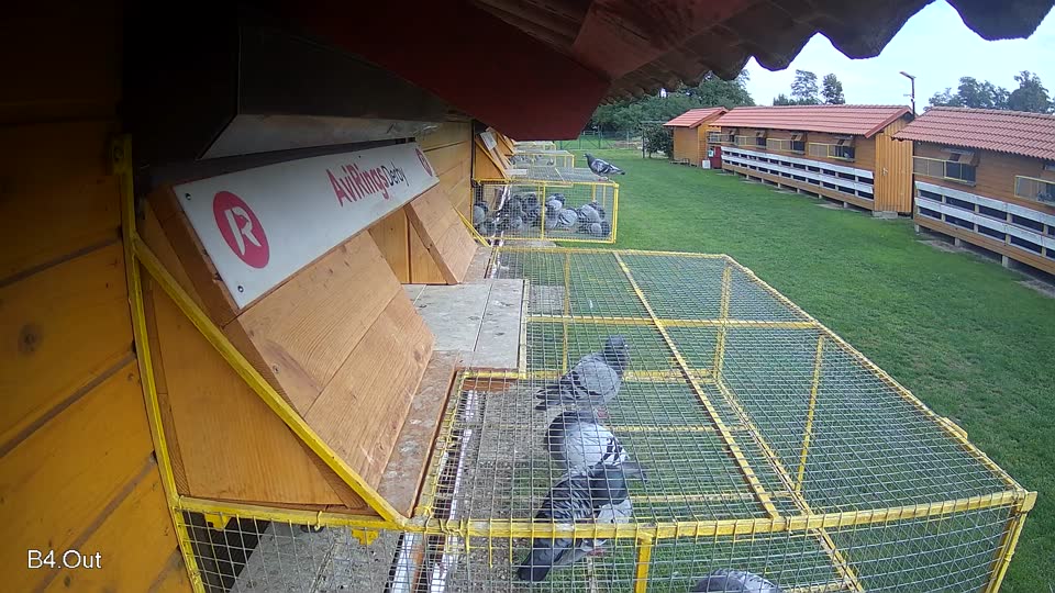 Pigeon Arrival Image For Race Final race 2