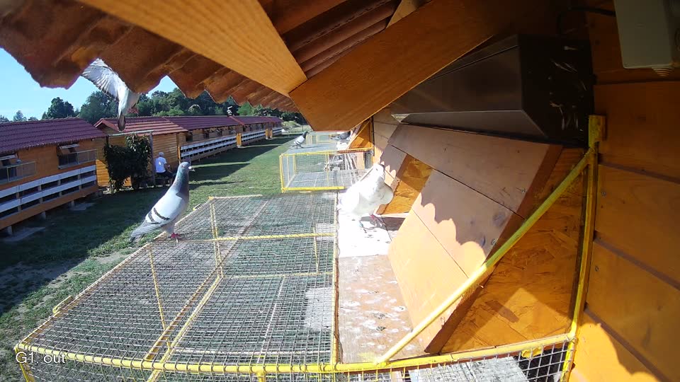 Pigeon Arrival Image For Race Race 2