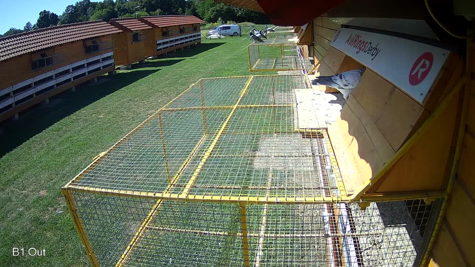 Pigeon Arrival Image For Race Race 2
