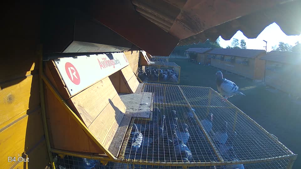 Pigeon Arrival Image For Race Race 3