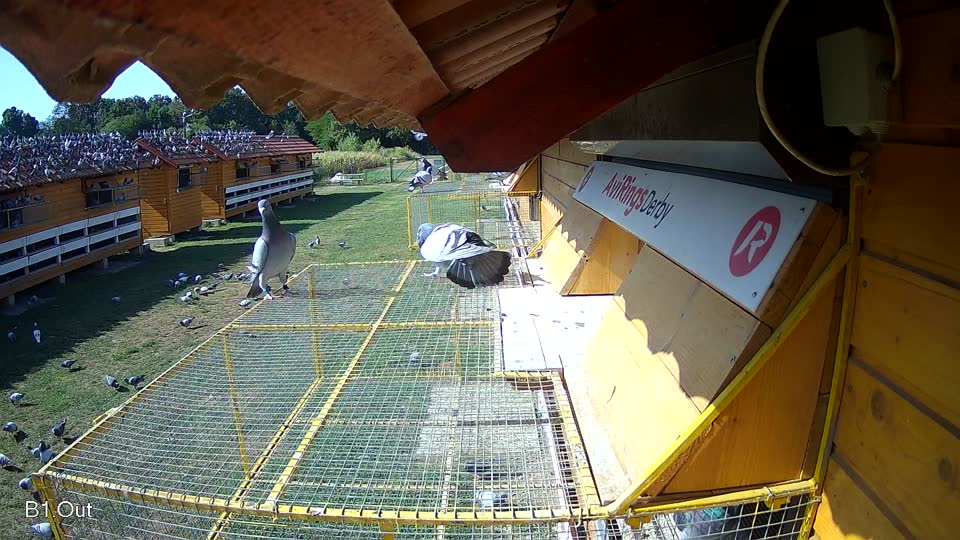 Pigeon Arrival Image For Race Race 2