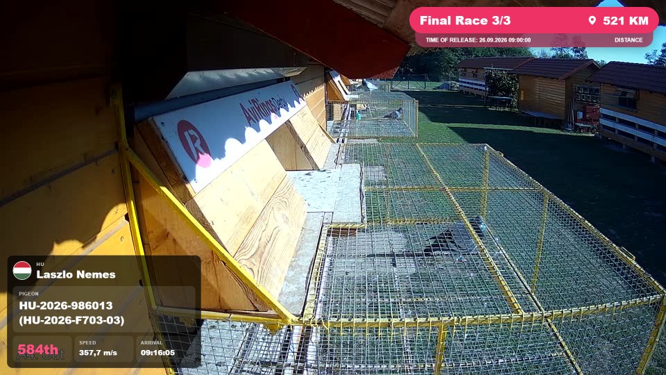 Pigeon Arrival Image For Race Final Race 3/3