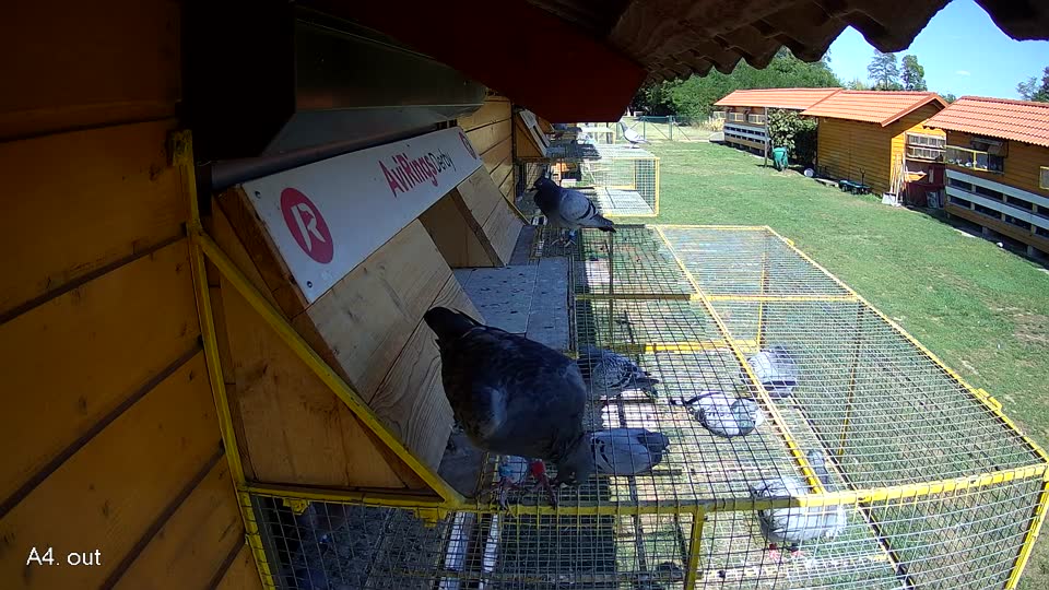 Pigeon Arrival Image For Race Race 4