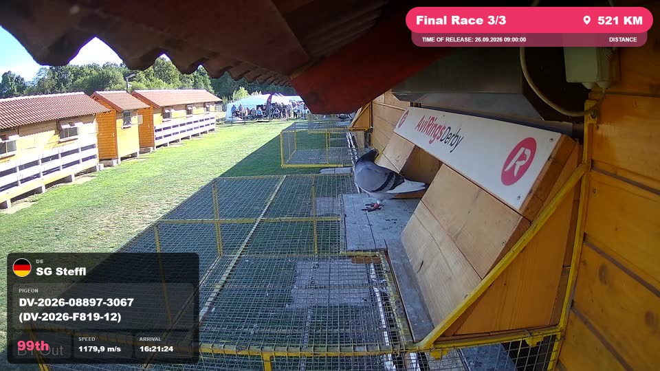 Pigeon Arrival Image For Race Final Race 3/3
