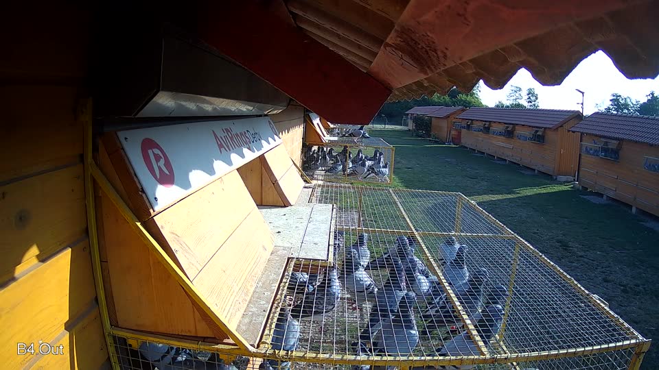 Pigeon Arrival Image For Race Race 1