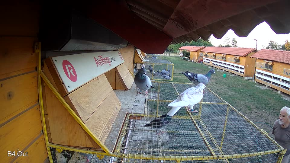 Pigeon Arrival Image For Race Race 3