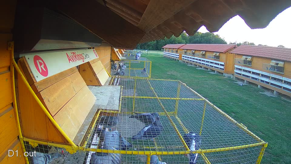 Pigeon Arrival Image For Race Race 4