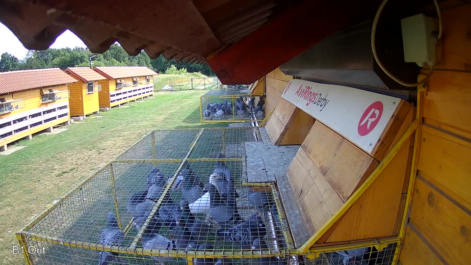 Pigeon Arrival Image For Race Race 1