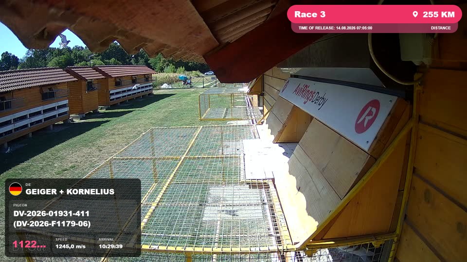 Pigeon Arrival Image For Race Race 3