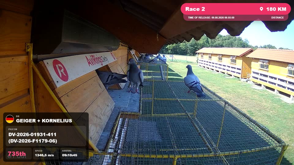 Pigeon Arrival Image For Race Race 2