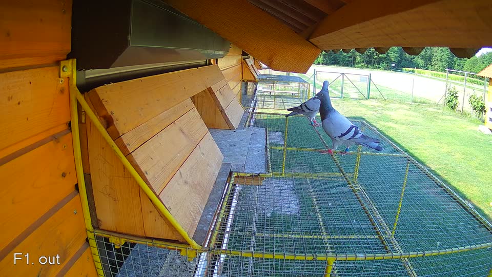 Pigeon Arrival Image For Race Race 1
