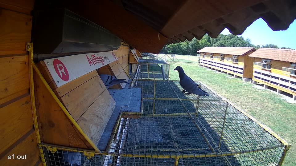 Pigeon Arrival Image For Race Race 3