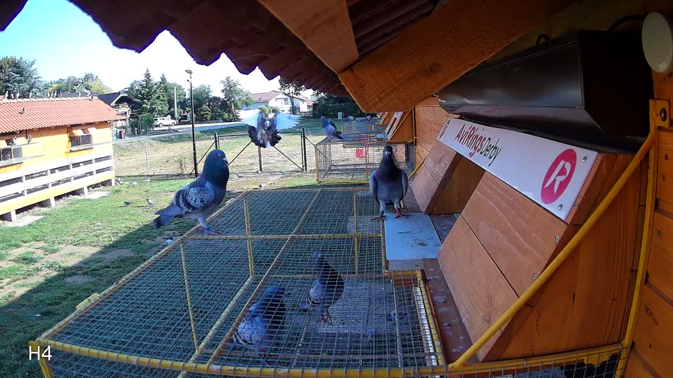 Pigeon Arrival Image For Race Race 2
