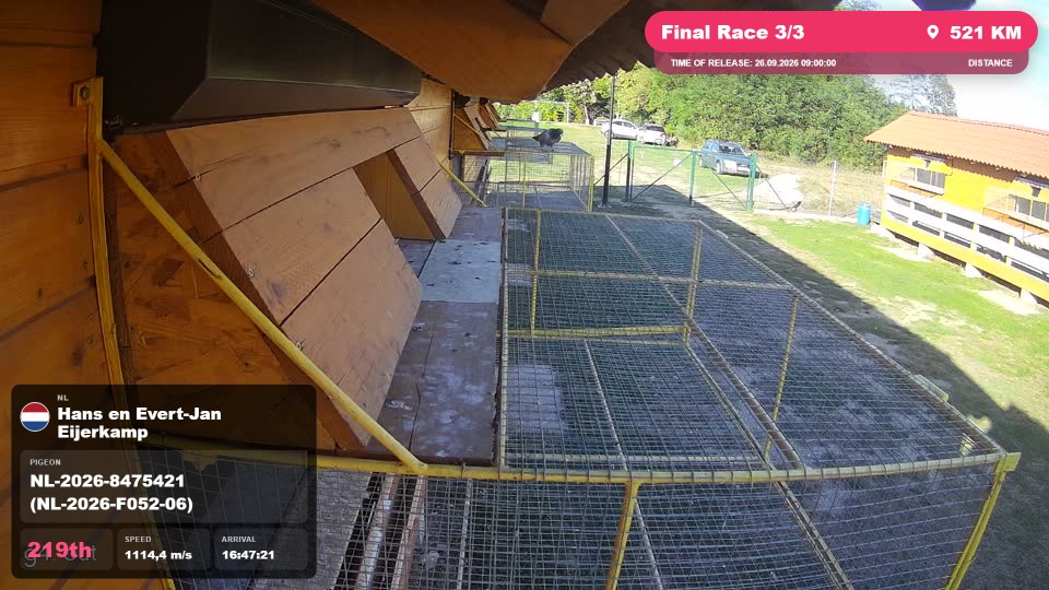 Pigeon Arrival Image For Race Final Race 3/3