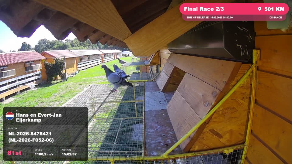 Pigeon Arrival Image For Race Final Race 2/3