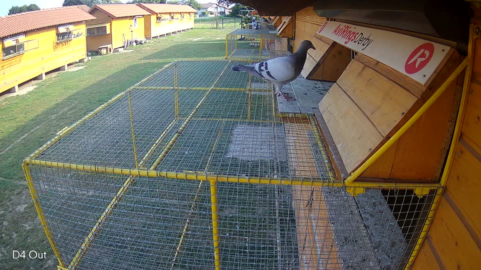 Pigeon Arrival Image For Race Race 4