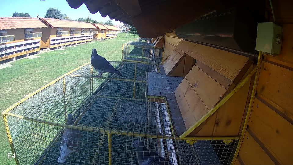 Pigeon Arrival Image For Race Race 2