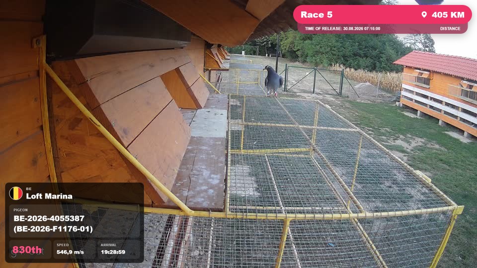 Pigeon Arrival Image For Race Race 5