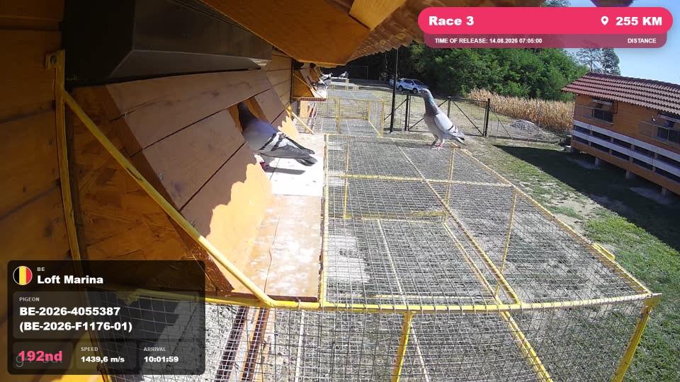 Pigeon Arrival Image For Race Race 3