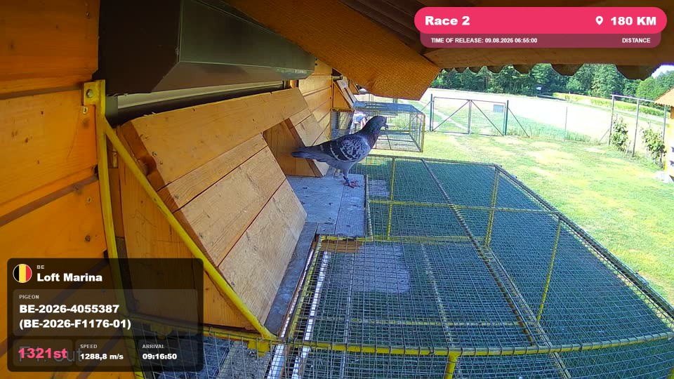 Pigeon Arrival Image For Race Race 2