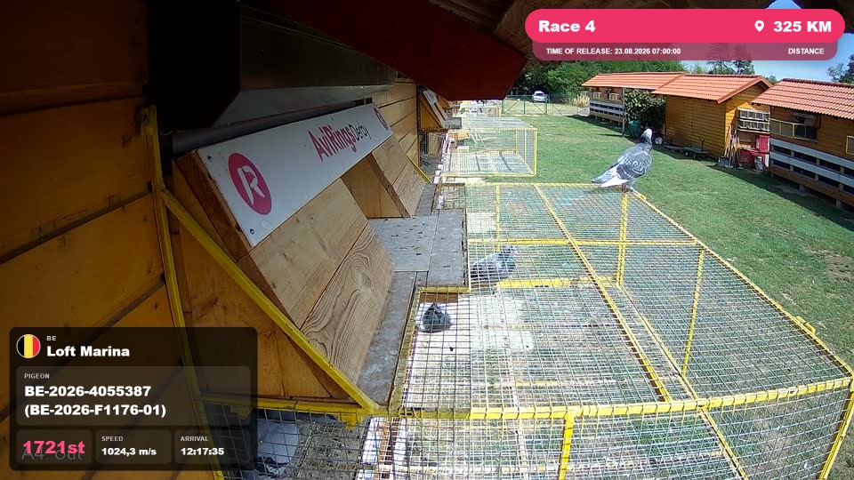 Pigeon Arrival Image For Race Race 4