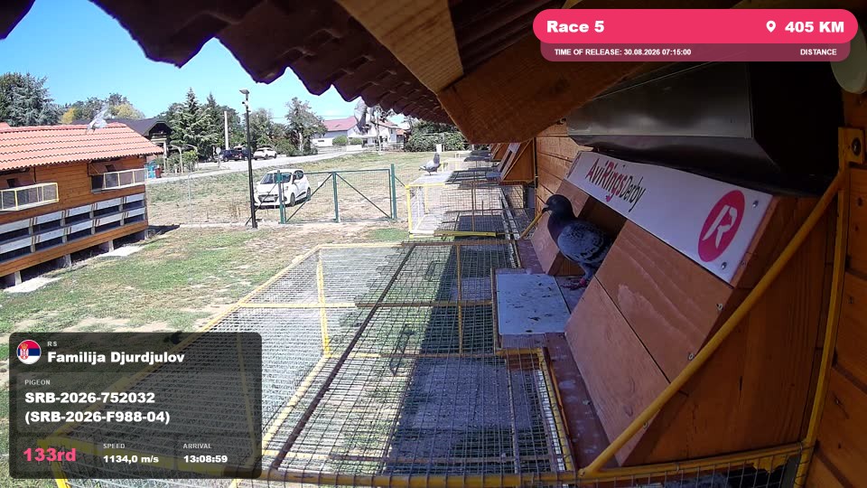 Pigeon Arrival Image For Race Race 5