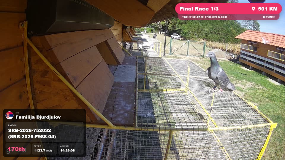 Pigeon Arrival Image For Race Final Race 1/3