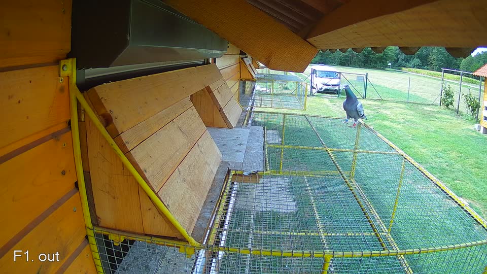 Pigeon Arrival Image For Race Race 4
