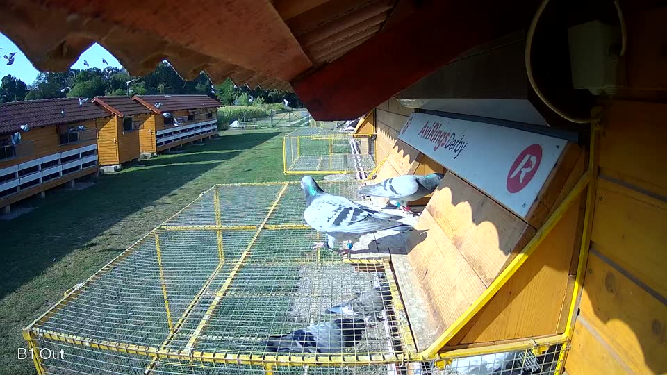 Pigeon Arrival Image For Race Race 1