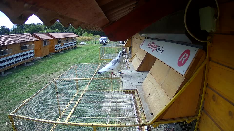 Pigeon Arrival Image For Race Race 4