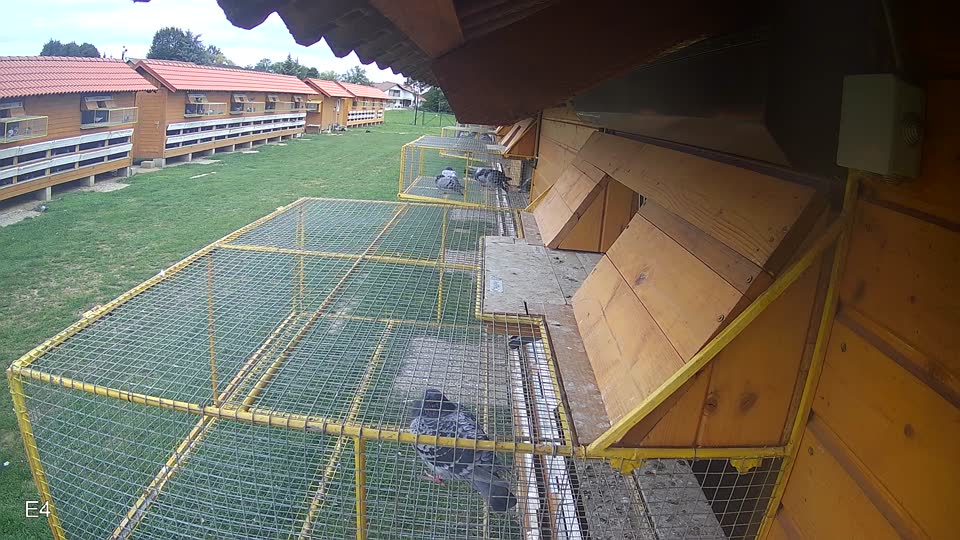 Pigeon Arrival Image For Race Race 6