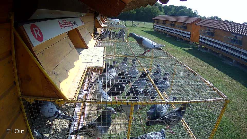 Pigeon Arrival Image For Race Race 3