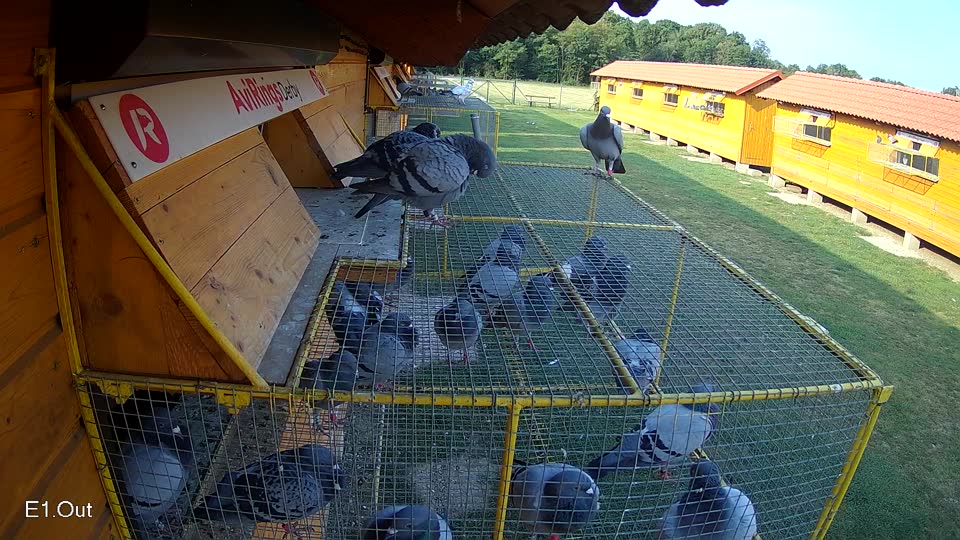 Pigeon Arrival Image For Race Race 4