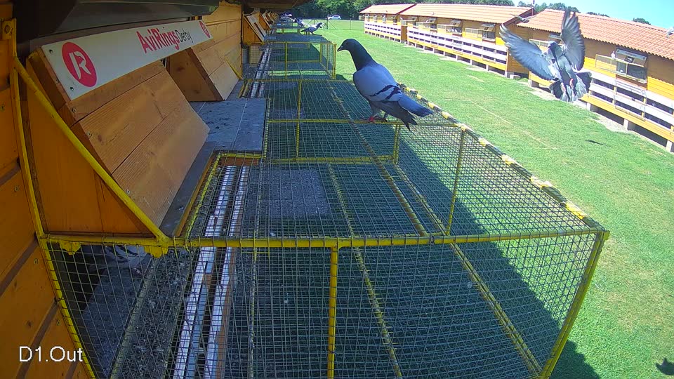 Pigeon Arrival Image For Race Race 2