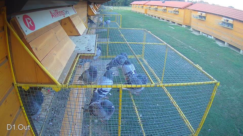 Pigeon Arrival Image For Race Race 5