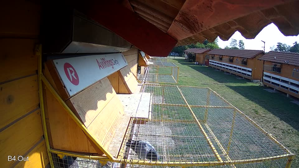 Pigeon Arrival Image For Race Race 1