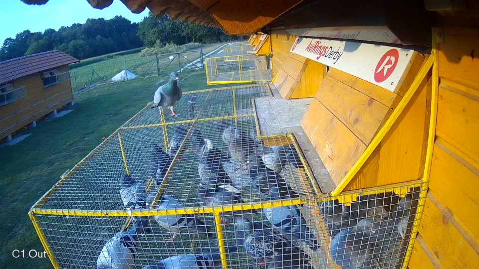 Pigeon Arrival Image For Race Race 4