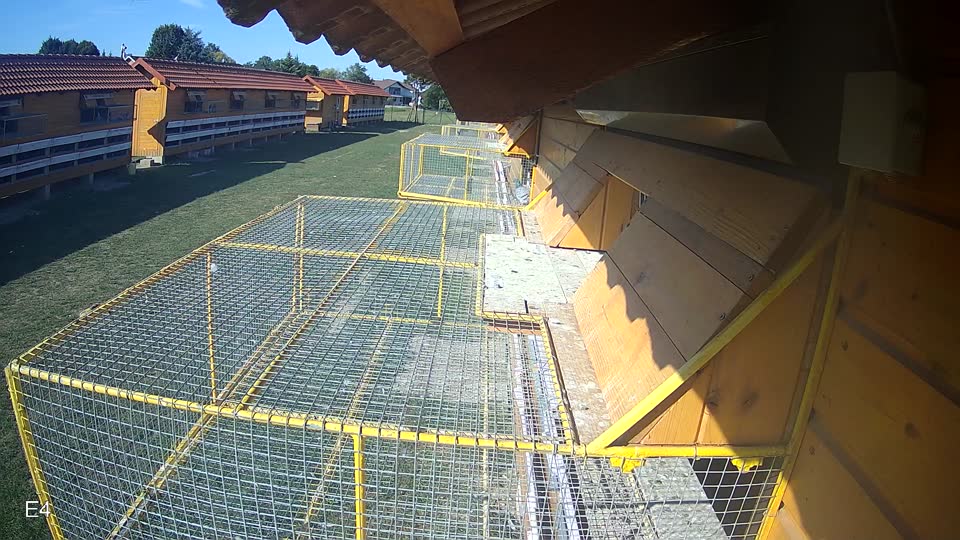 Pigeon Arrival Image For Race Race 5