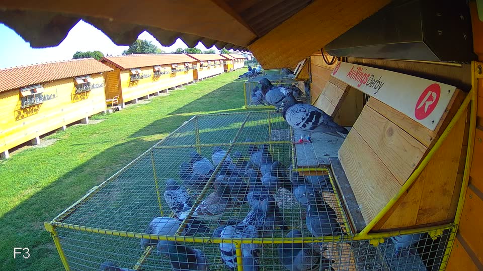 Pigeon Arrival Image For Race Race 1