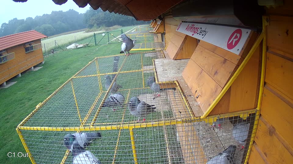 Pigeon Arrival Image For Race Final race 1