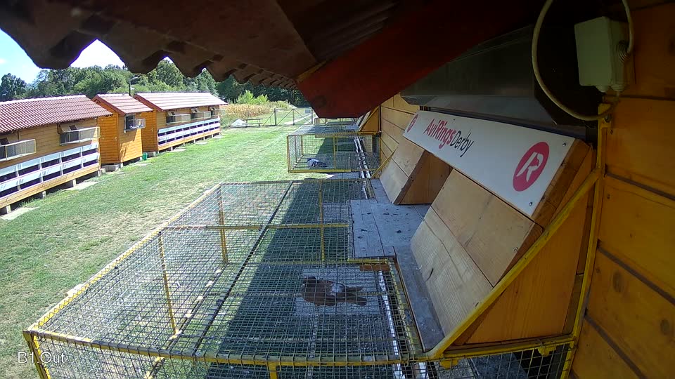 Pigeon Arrival Image For Race Race 5
