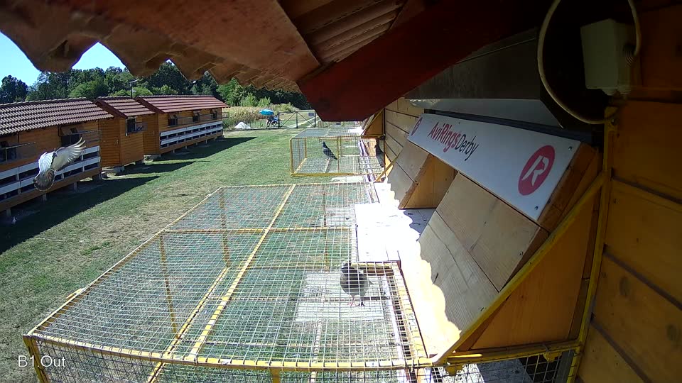 Pigeon Arrival Image For Race Race 3