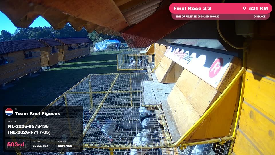 Pigeon Arrival Image For Race Final Race 3/3