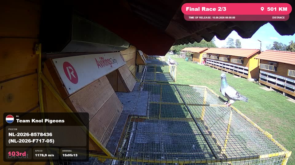 Pigeon Arrival Image For Race Final Race 2/3
