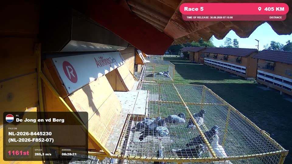 Pigeon Arrival Image For Race Race 5