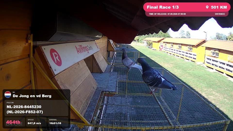 Pigeon Arrival Image For Race Final Race 1/3