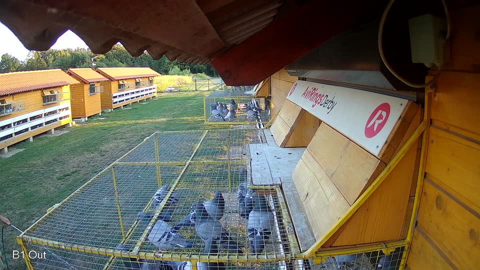 Pigeon Arrival Image For Race Race 2