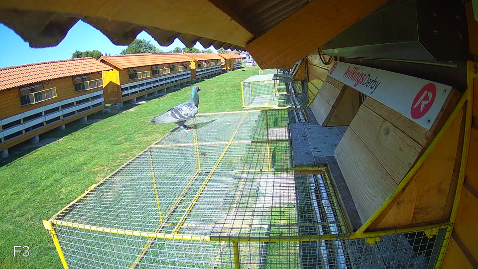 Pigeon Arrival Image For Race Final Race 1/3