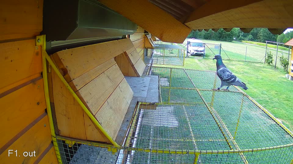 Pigeon Arrival Image For Race Race 4