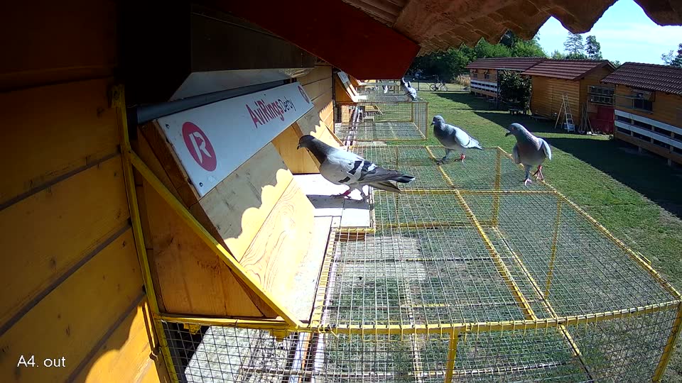 Pigeon Arrival Image For Race Race 2